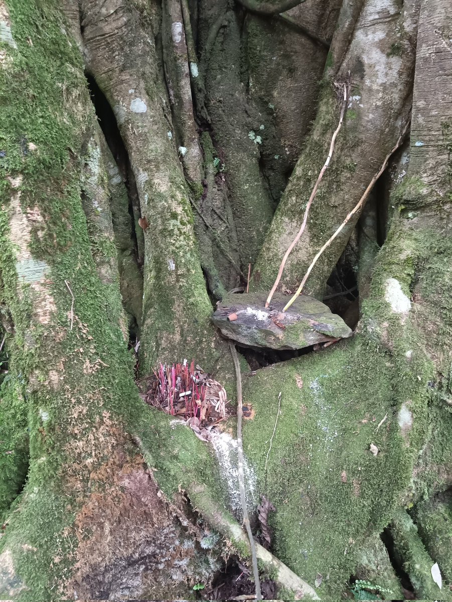 forestbiologist's tweet photo. A bole of Ficus benjamina.. https://t.co/huPmadDcGb