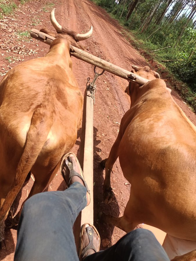 nexit_jonathan's tweet photo. Wenye tumelelewa na hii Mercedes 🤗 ☺️ ungeteka madem apo kwa mto vibaya sana na kuwabebea maji homelife was good izo enzi https://t.co/eb3oHwHw4z
