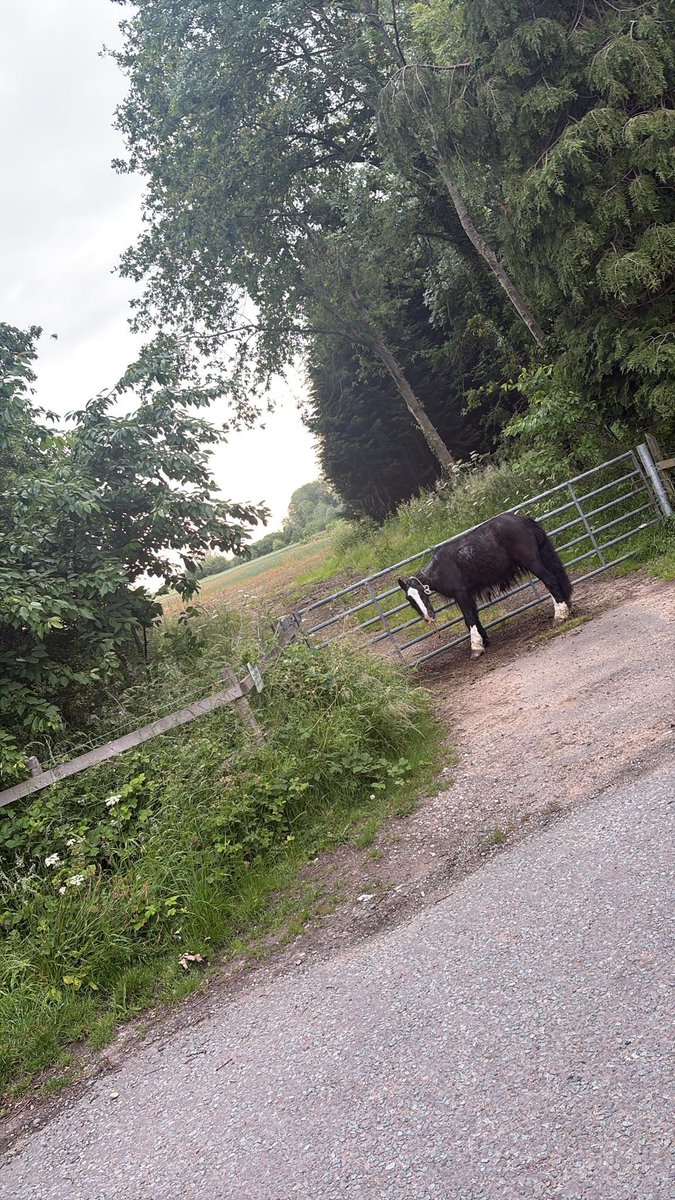 LeandadeLisle's tweet photo. Sad pony abandoned at our gate but rescued by one of our neighbours who has called a local charity https://t.co/yqZbR7Vv9y