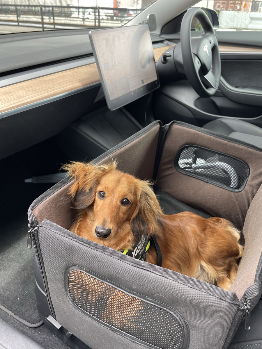 Model DL | 車業界の中の犬 @Model 3 LR tweet media