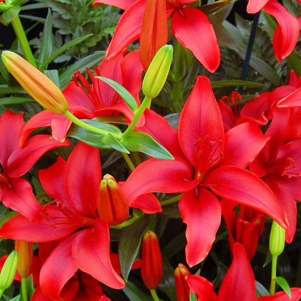 BeejwalaIndia's tweet photo. Buy Asiatic Lily Lilium Red Color Flower Bulb Pack
https://t.co/A3xRbGPJ4B
🎁 SPECIAL OFFER: Up to 90% off
👉 https://t.co/qkdEnDEzlA
📦 Dispatch in 1 - 2 Days
#beejwala #Asiatic #Lilium #Asiatic_Red #Lily #FlowerBulbs #garden #gardening https://t.co/8VGmcpgtks