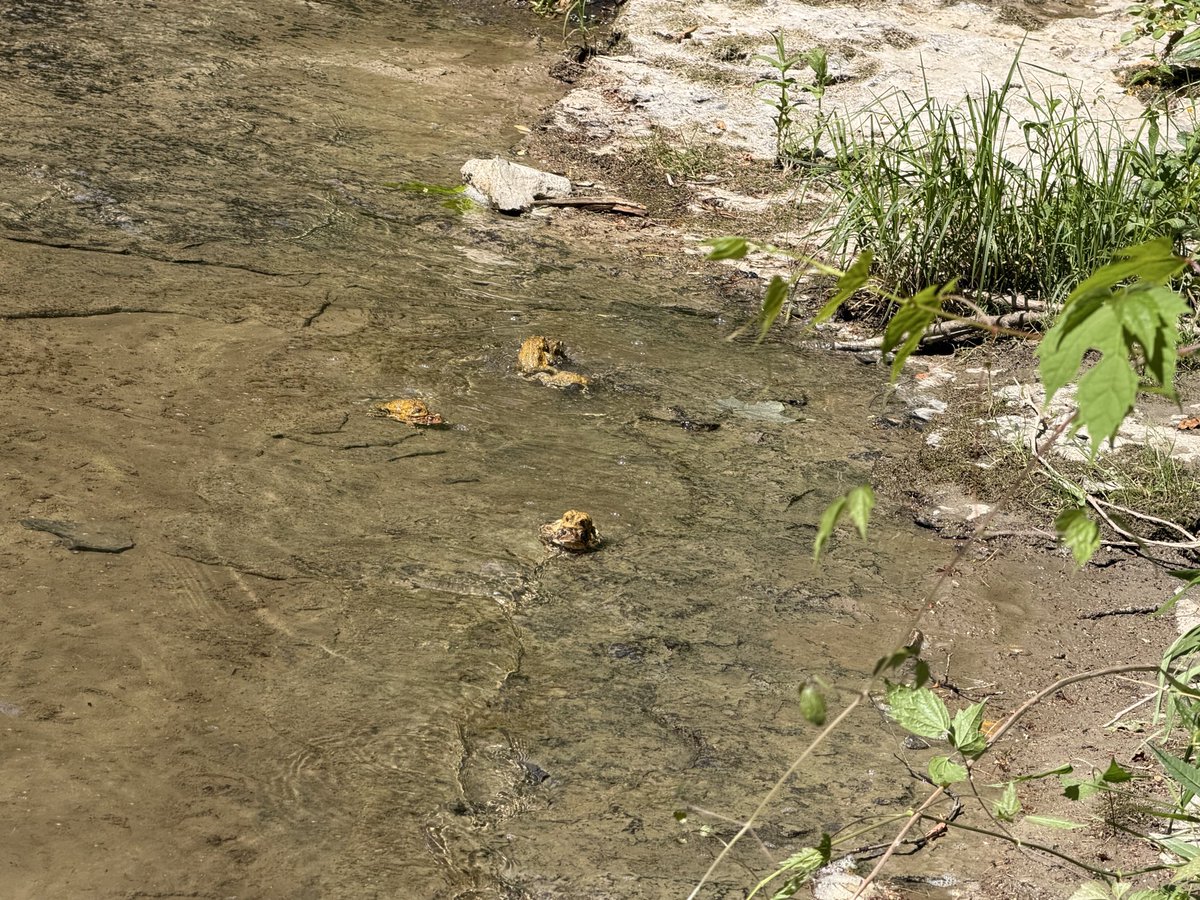 skyiahdoeswell's tweet photo. I found a flock of frogs :) https://t.co/CVXsnENAN3