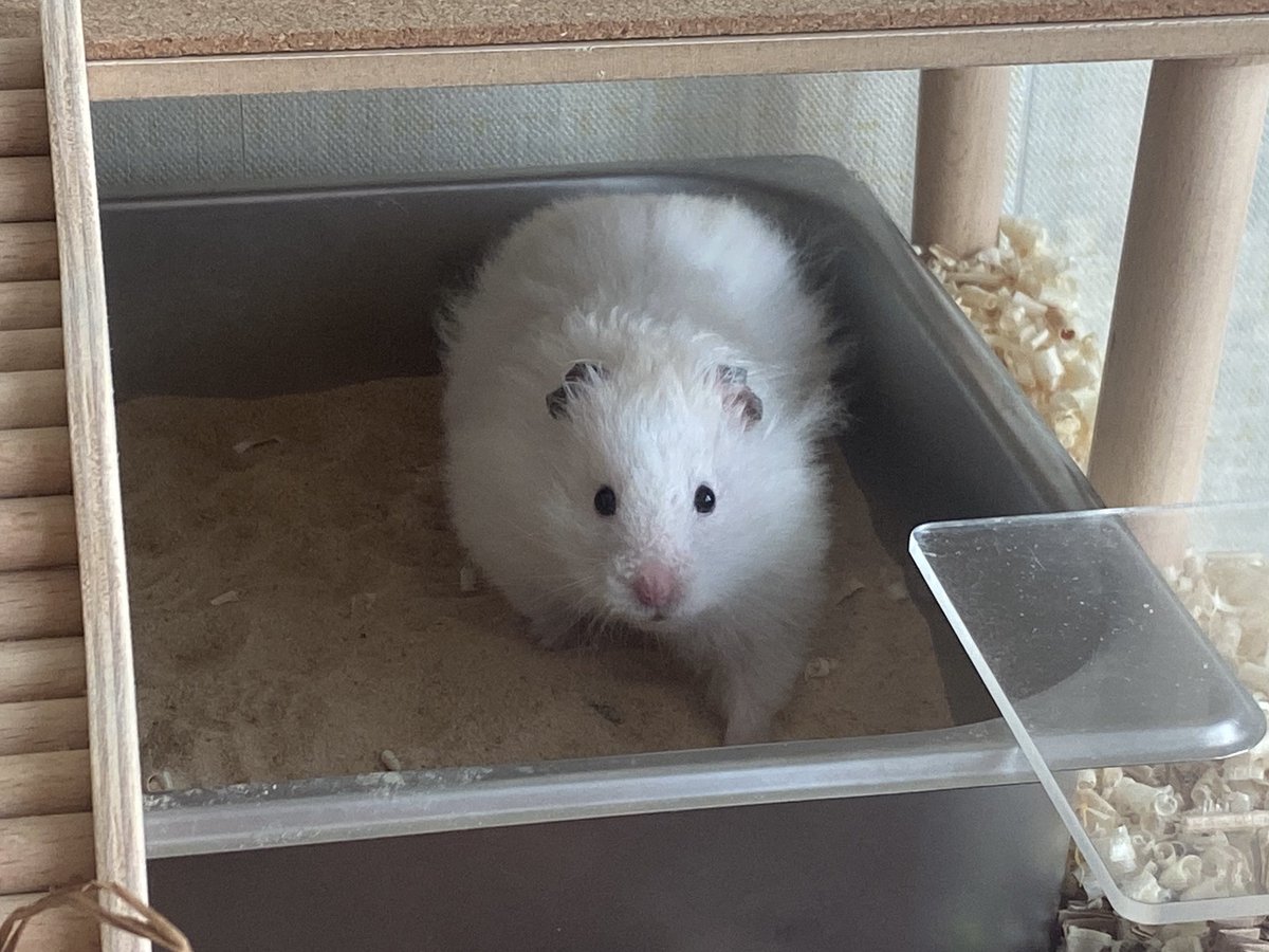 hamster_mari's tweet photo. 얜 뭐죠??? https://t.co/NOTKainy1W