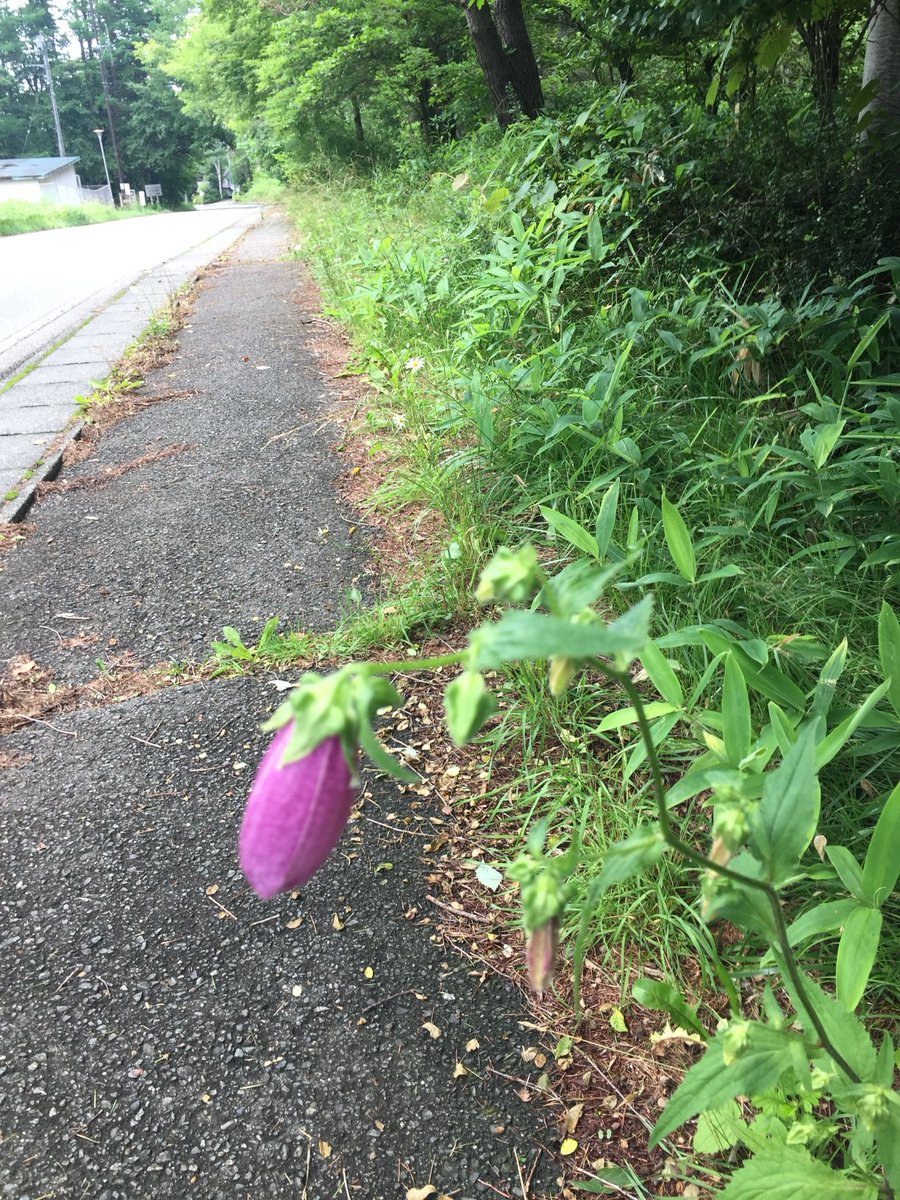 osodomasako's tweet photo. ほたる袋の花。八ヶ岳南麓標高1000m, https://t.co/wO7ijQSxfM
