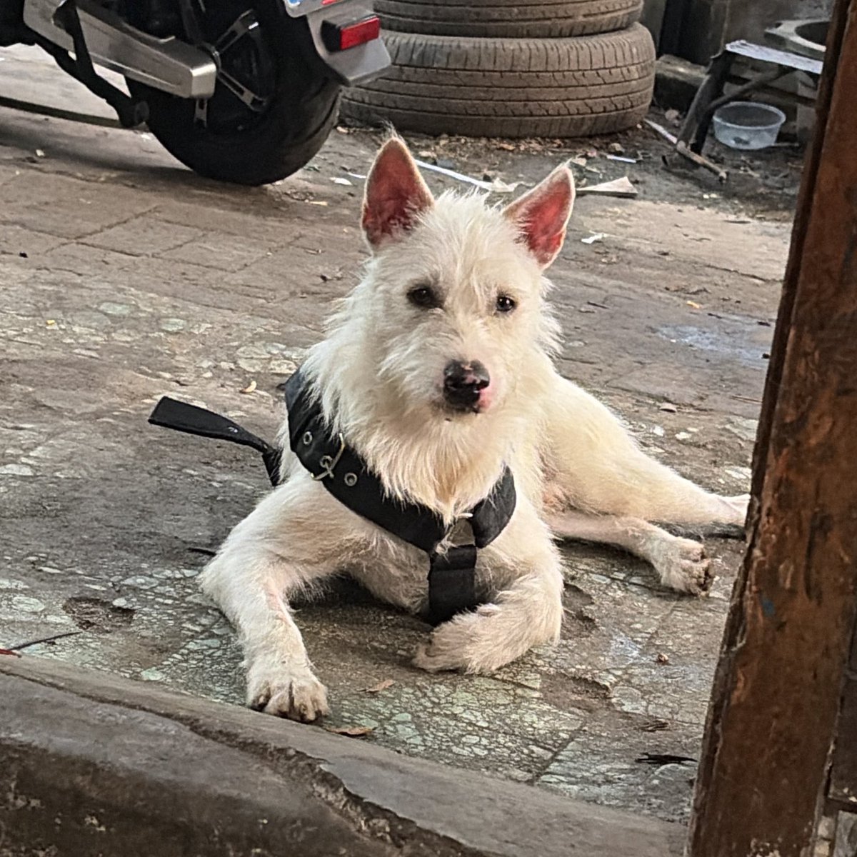 yngisl's tweet photo. Bule pulang yuuu 😭😭😭
Aku baru bikinin makanan kamu, baru stock obat kamu juga
Kamu kalo ngga minum obat bakal kambuh
Pulang ya bule 😭😭
Nanti aku beliin bully stick sama raw food babi lagi deh kesukaan kamu 😭😭 https://t.co/Ltj1t26HSk