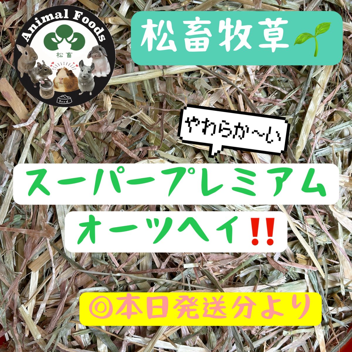 Animal_Foods's tweet photo. やわらか〜いオーツヘイ
入荷しました🤩‼️

『松畜牧草 スーパープレミアム
オーツヘイ』🌿 

⭕️オーストラリア産
本日発送分より🫡　　

今回のロットは
🌱全体的に短い
🌱柔らかい感触

⭐️丁寧に選別してお届けします

#松畜AnimalFoods
#松畜
#松畜牧草
#オーツヘイ
#牧草選びにお困りの方 https://t.co/eZzmo4BJso