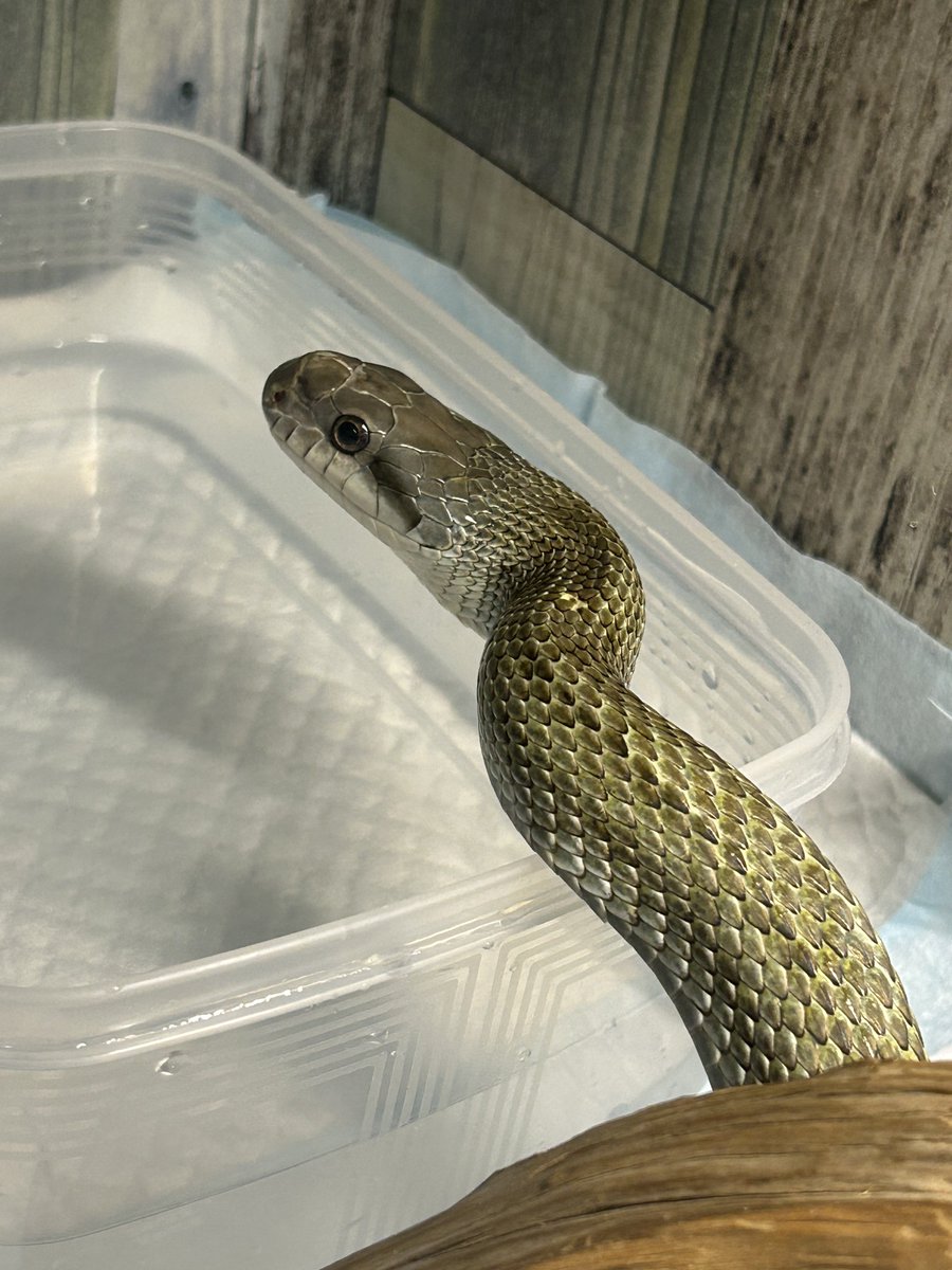 Nami69471716's tweet photo. 青葉ちゃん💕

昨日脱皮終えて今日
🐁食べてお水飲んで満足そう🥰
でも脱皮が終わってもすぐには遊べないのよね〜🥲

脱皮排泄確認→翌日ご飯→更に翌日消化待ちなので触れず→その更に翌日やっと触れる🤗

#アオダイショウ https://t.co/PWRMR5Qv7F