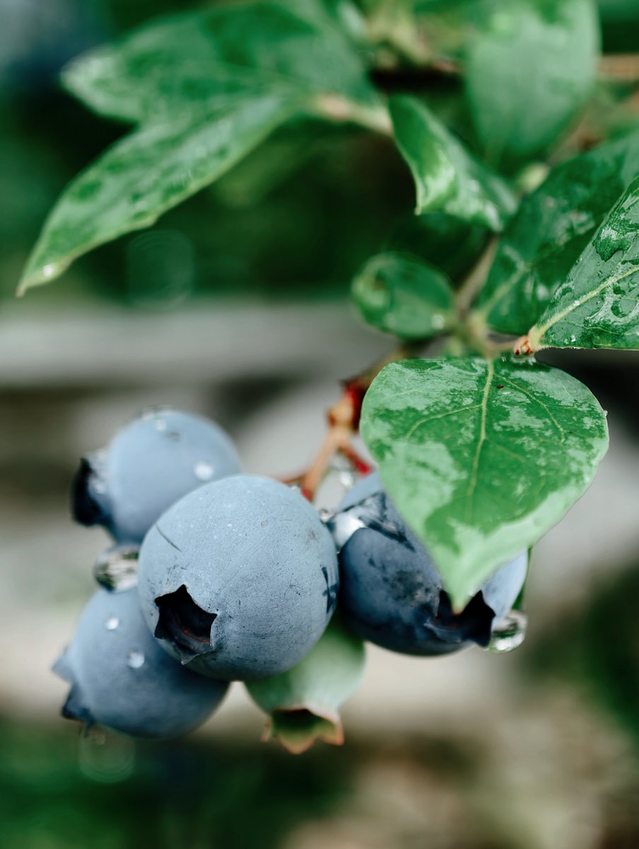 dobragirl's tweet photo. Just tried fresh wild blueberries —bursting with sweet-tart juice, plump texture, and zero weird aftertaste. Perfect for oatmeal or snacking! Will repurchase. https://t.co/SFVWVFfy0V
