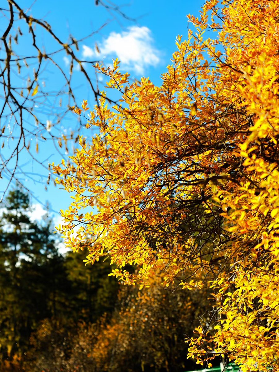 Mahmud_Abir's tweet photo. Today’s the first day of autumn!  Sending warm wishes to everyone celebrating the crisp air, golden leaves and cozy vibes ahead. https://t.co/Cv3FYQE97z