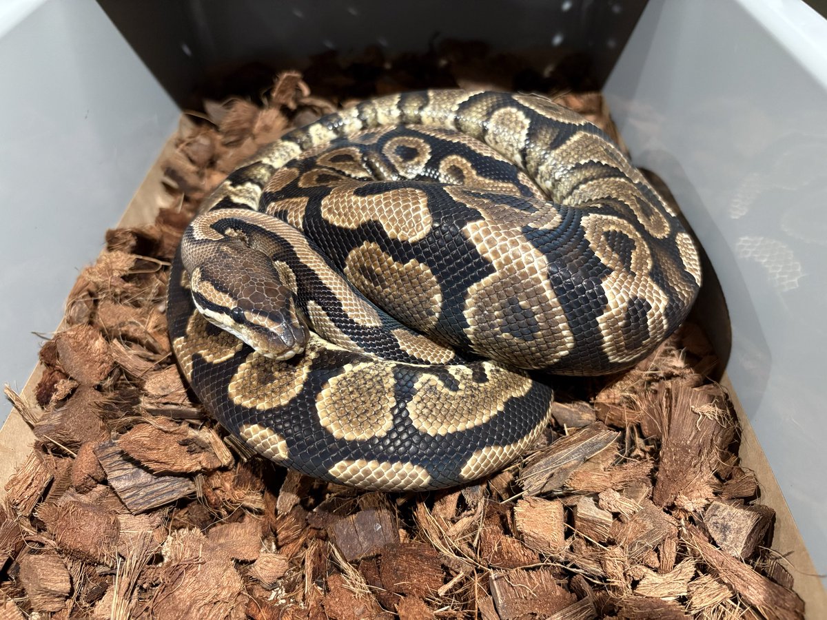 Ttri_BallPython's tweet photo. 昨日 #06in東京 行かせていただきました！😎

新しく2匹の子達お迎えしました👏🏻

0.1 YB het Sunset
0.1 Pastel Lesser Batman

#T_tri
#ボールパイソン https://t.co/MZkODeP0QA