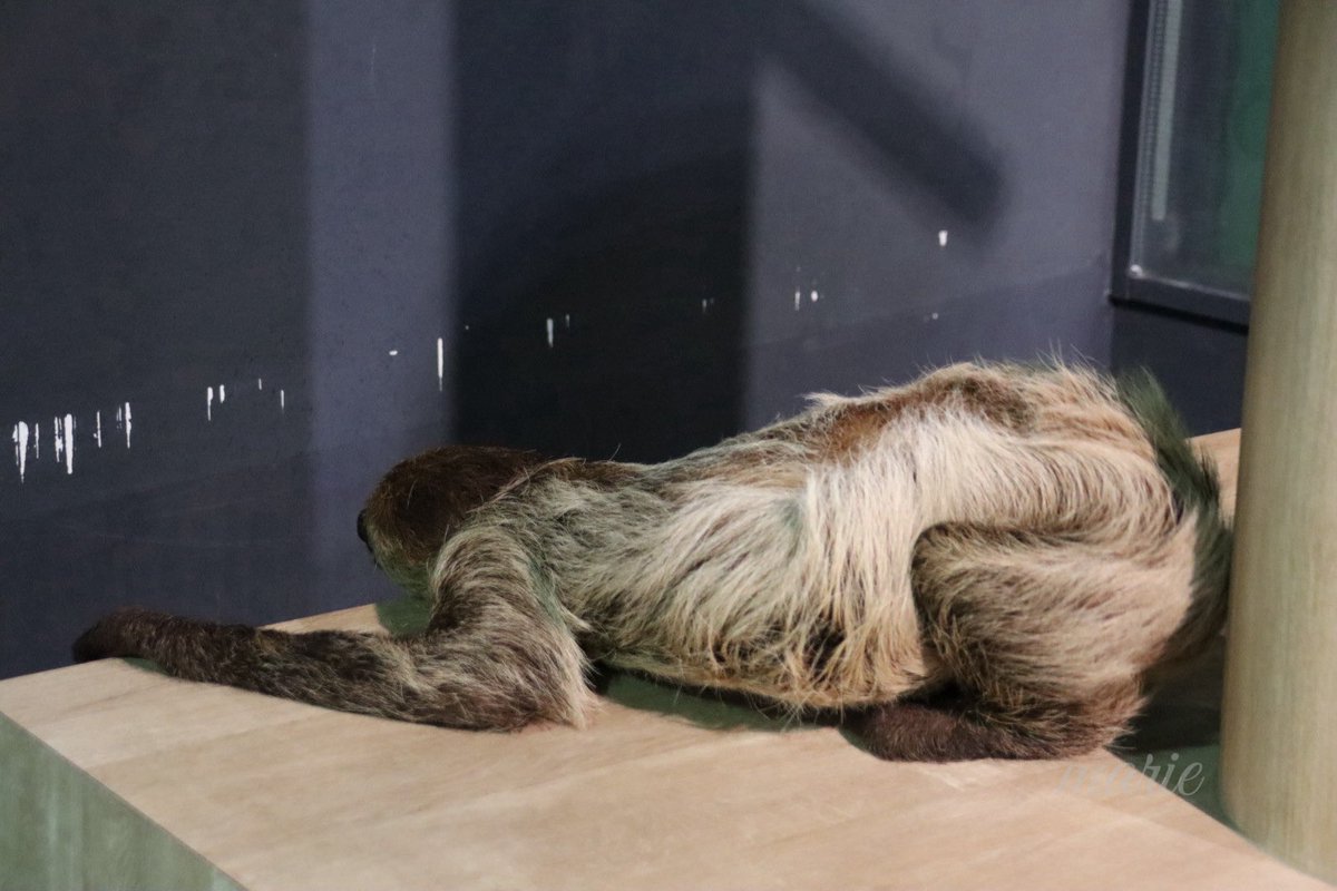 ナマケモノ研究所(The sloth research center)🦥 (@sametyphoon