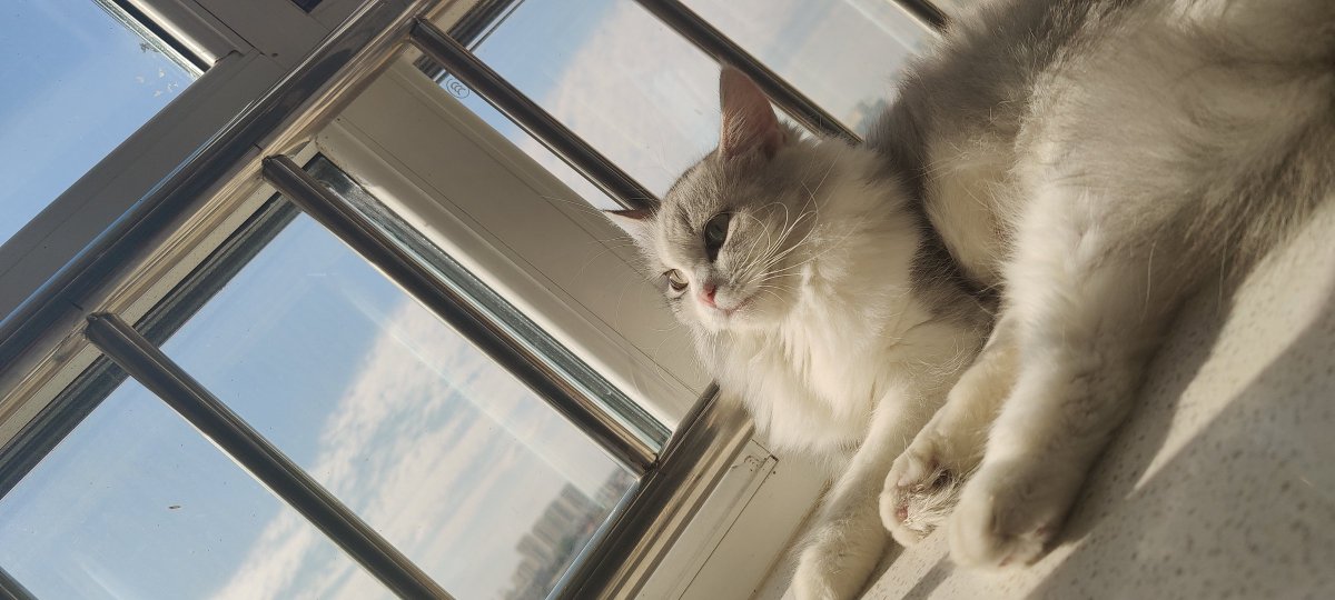 Keyifci07's tweet photo. Just stumbled on this sun-dappled side alley, where a cat napping on a windowsill beats any fancy studio view. Small city moments hit different. https://t.co/KrCRWSuxoL