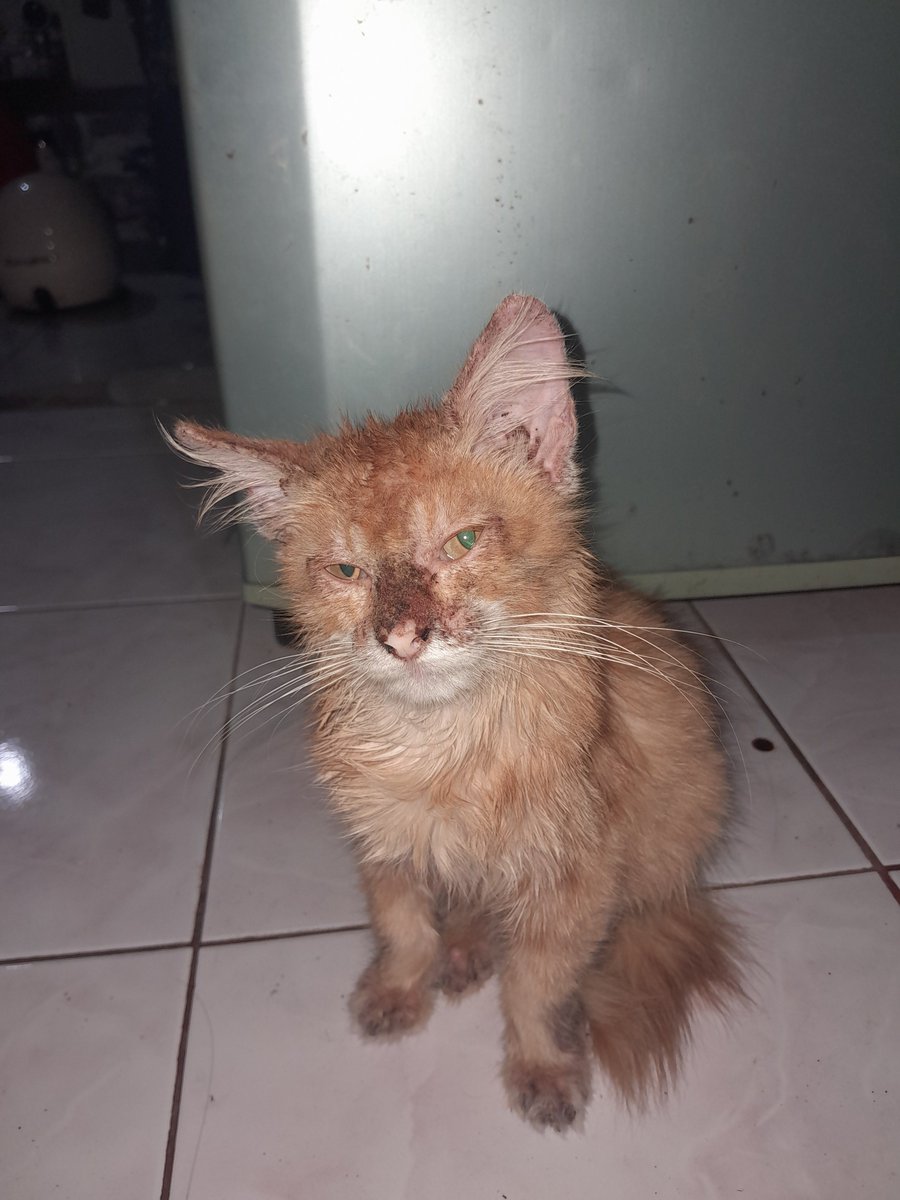 ddvbigwin's tweet photo. Buat kalian yang  cat lovers boleh bantu aku buat nyembuhin kucing karna dana aku kurang , aku nemu dia dijalan dengan kondisi penuh jamur , seberapa yang kalian kasih aku terimakasih banget karna kalian sudah membantu aku dan kucing ini, akan aku update selanjutnya sampe sembuh. https://t.co/Vk3p1BizyV