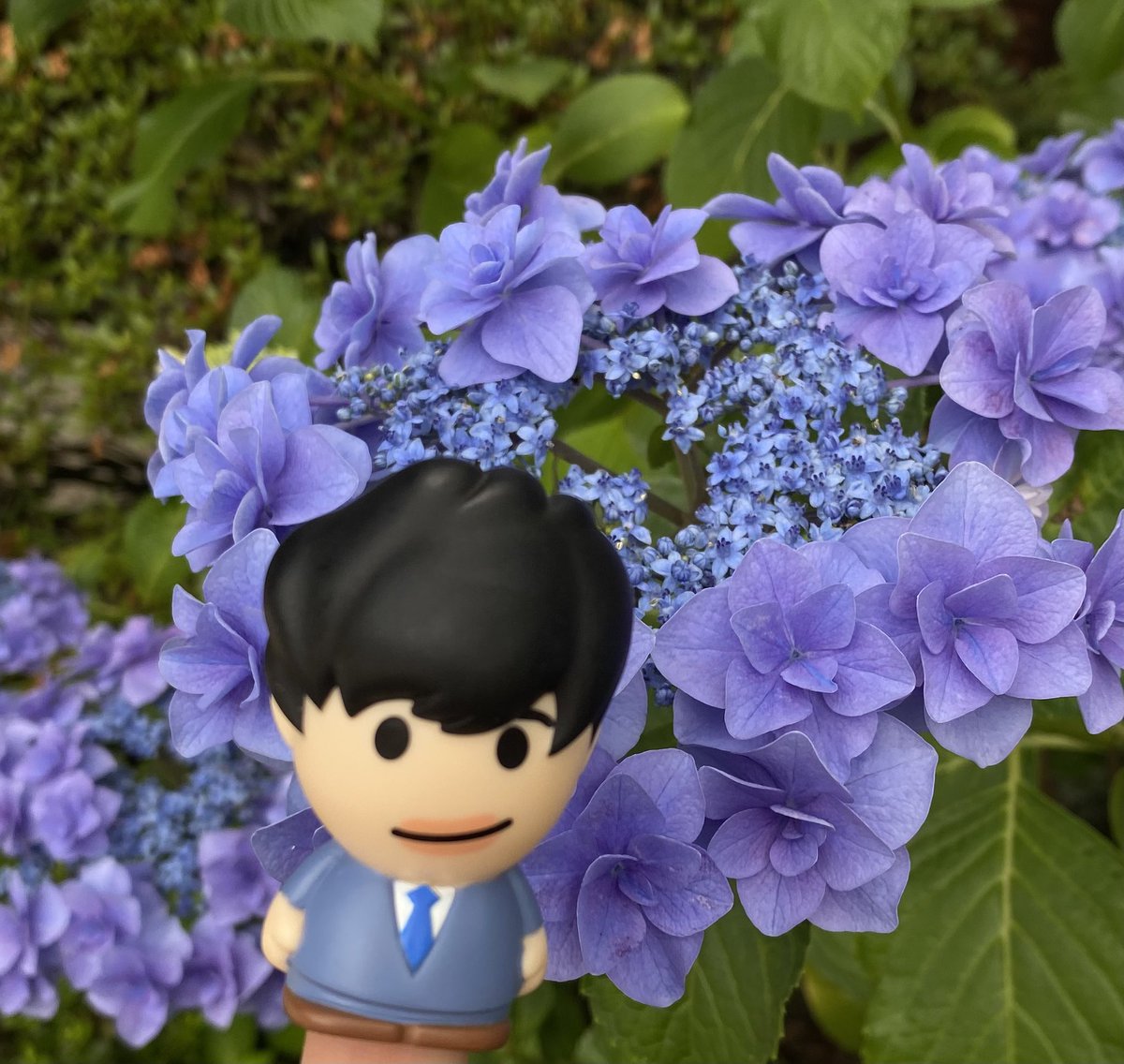 kkns_tk's tweet photo. 今年はわたくし、節目の年齢でして。紫陽花の季節でもあり、近くて遠かったこちらへ行って、元気で過ごせるようお願いしてきました⛩️🙏自分が元気でなきゃ何も始まらない。趣味も推し活も🎵てな事で、推しの皆様方の事までは気が回らず😅紫陽花、綺麗でした〜😊 https://t.co/kFaLWT1LGT