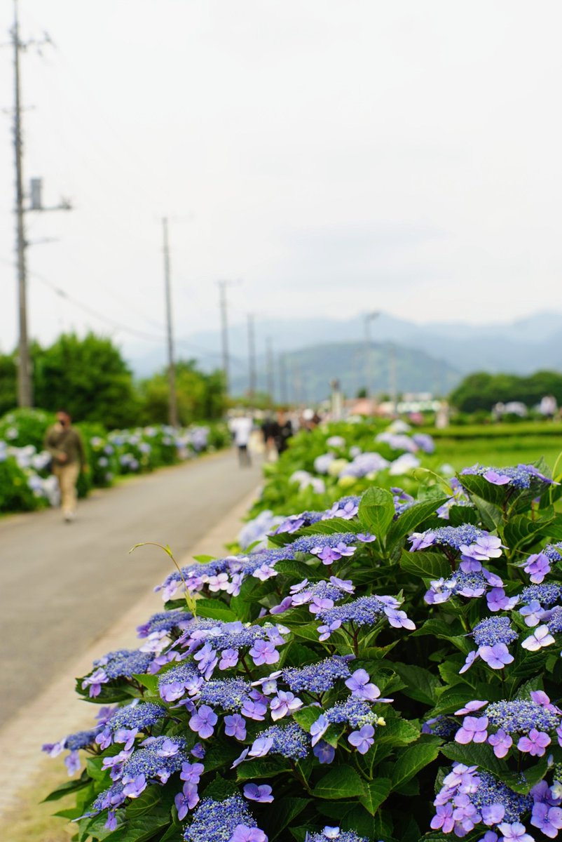 日曜日の開成町あじさいまつりから1枚 α7初代 FD Macro50mmf3.5 S.S.C