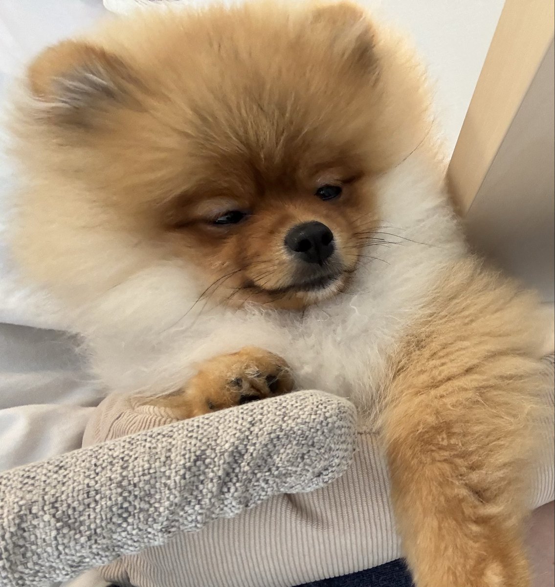 どすこいポメの大吉丸🐶 tweet media