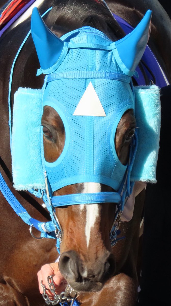 55555pnt's tweet photo. 念願の選出でした
おめでとうございます🎉🐴🎊

#オジュウチョウサン
#顕彰馬 https://t.co/bxVCcL0HN0
