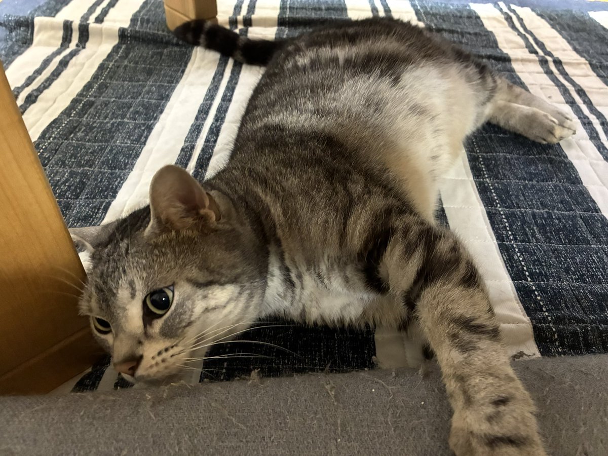 hinasuke1982's tweet photo. コタがテーブルの下でウネウネしてる。
かわいい(｡-_-｡) https://t.co/gfNvfVu2Sy