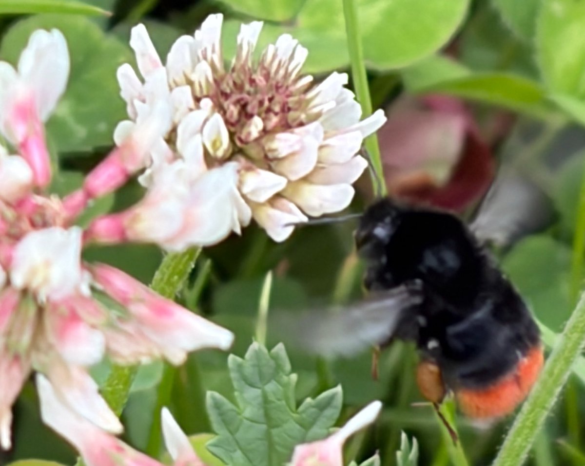 NorwaySkandin's tweet photo. @SmartAirFilters #bumblebee #bees #nature #flowers
#Bombus #garden
Flowers and bumblebee in the garden☺️ https://t.co/u4AknaWd2v