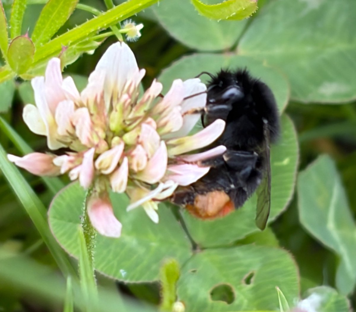 NorwaySkandin's tweet photo. @SmartAirFilters #bumblebee #bees #nature #flowers
#Bombus #garden
Flowers and bumblebee in the garden☺️ https://t.co/u4AknaWd2v