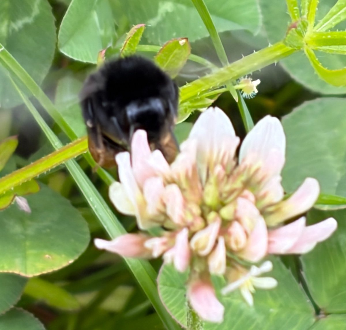 NorwaySkandin's tweet photo. @SmartAirFilters #bumblebee #bees #nature #flowers
#Bombus #garden
Flowers and bumblebee in the garden☺️ https://t.co/u4AknaWd2v