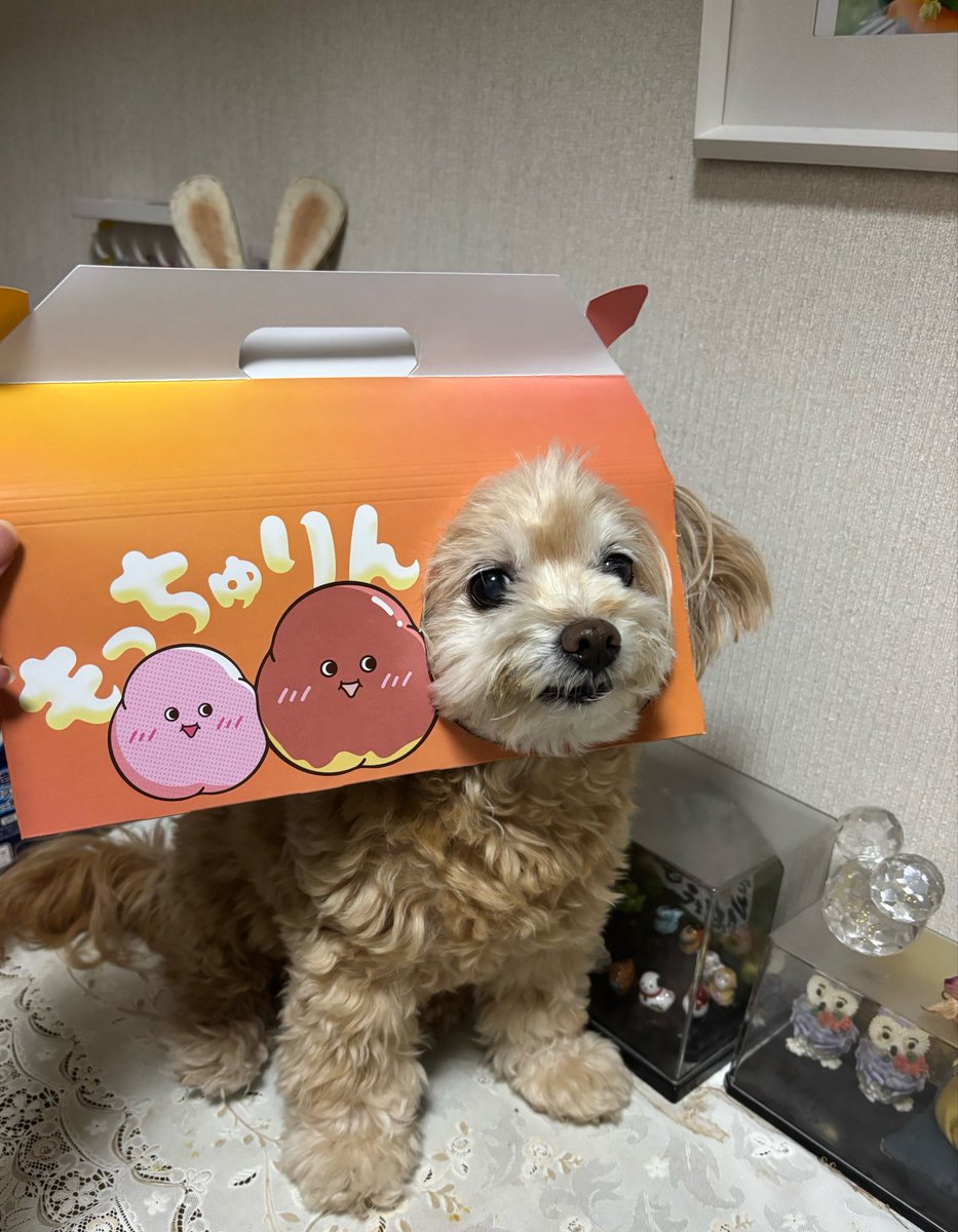 KE_noCo's tweet photo. もっちゅりん https://t.co/U0nP5aST6W