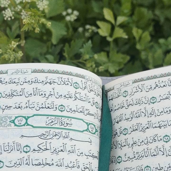 waadQuraan's tweet photo. هنا الأرواح تهفو في نعيـم💕🌿. https://t.co/dfUwkBQi8q