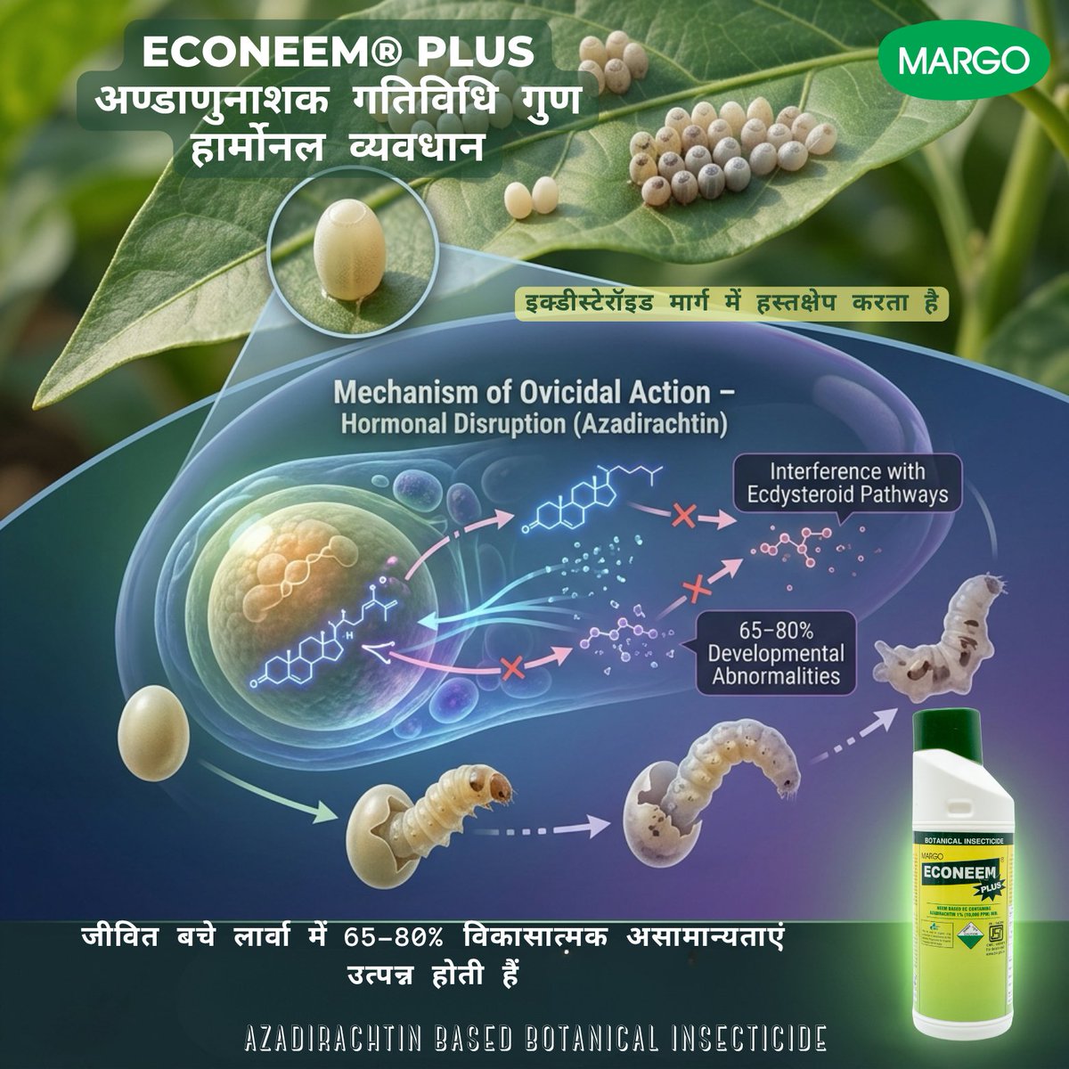 PJMARGOBIO's tweet photo. Ovicidal Property of Azadirachtin-based Botanical Insecticides – ECONEEM® PLUS
हॉर्मोनल असंतुलन
· एक्डिस्टेरॉइड मार्गांमध्ये (ecdysteroid pathways) हस्तक्षेप करते
· जिवंत राहिलेल्या अळ्यांमध्ये 65–80% विकासातील विकृती निर्माण करते
#MargoBiocontrols #PJMargo #OVICIDAL #MARGO https://t.co/q8ZGuFuU59