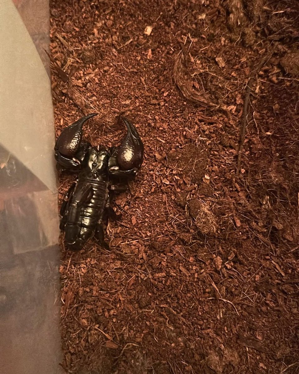 milliparklar's tweet photo. İstanbul'da Egzotik Türlere El Konuldu🕷️🐍

Gelen bir ihbarı değerlendiren ekiplerimiz, kolluk kuvvetleriyle birlikte İstanbul'da bir adreste denetim gerçekleştirdi.

Yapılan kontrollerde gerekli izinleri bulunmayan çok sayıda egzotik tür tespit edildi. Aralarında tarantula, yılan, akrep, iguana, savan varanı, papağan, su kaplumbağası ve Afrika dev salyangozlarının da bulunduğu canlılara el konuldu.

Canlılar koruma altına alınırken ilgili şahıs hakkında 4915 Sayılı Kara Avcılığı Kanunu kapsamında idari para cezası uygulandı.

Yaban hayvanlarının izinsiz olarak bulundurulmasına yönelik denetimlerimizi kararlılıkla sürdürmeye devam edeceğiz. 🌿🐾

@TCTarim