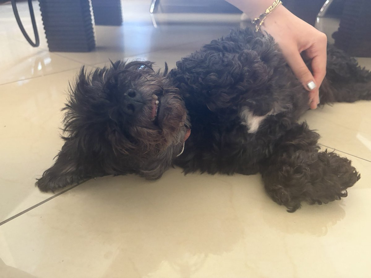 LADYBUG4DEX's tweet photo. grandma visited us and took her doggy with her https://t.co/hvLPigLlVC