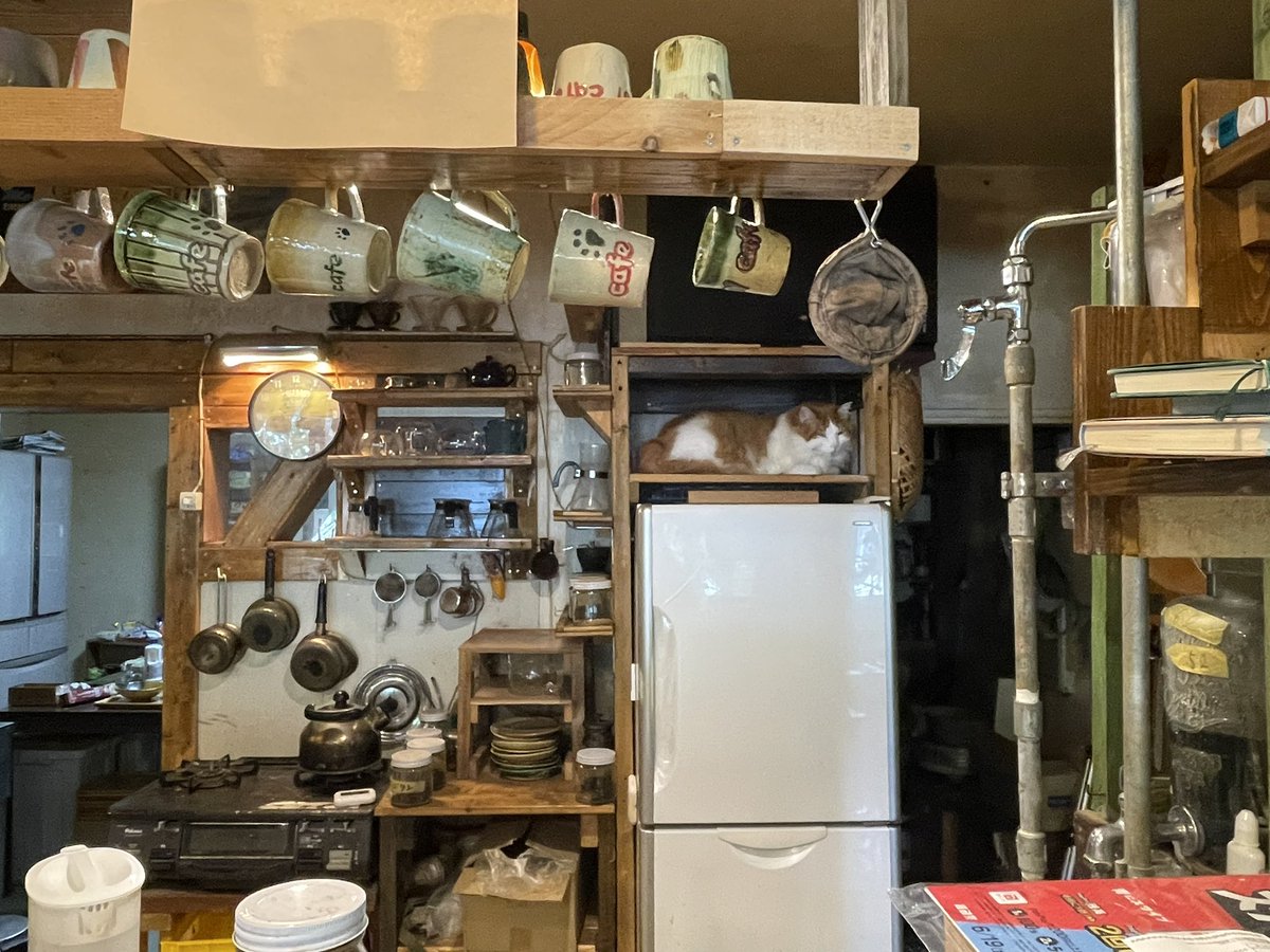 hanakoaz's tweet photo. 港町には猫がいる。 
静内のsyzygy cafeの看板ネコはティッシュケースかと思った🤣

浦河の大黒座の看板ネコは縄張りの警備を怠らない👮‍♂️

#ニャルソック
#おるね https://t.co/dl3TfYoNY3