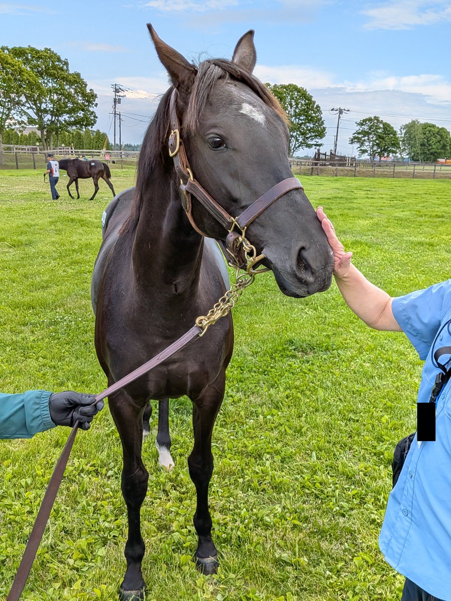 holstein_momo's tweet photo. 66.ジェラルディーナ
性格はお嬢様、馬に強気で
現在唯一、放牧地でリードホースから飯を奪っている https://t.co/SZLygu9CDw
