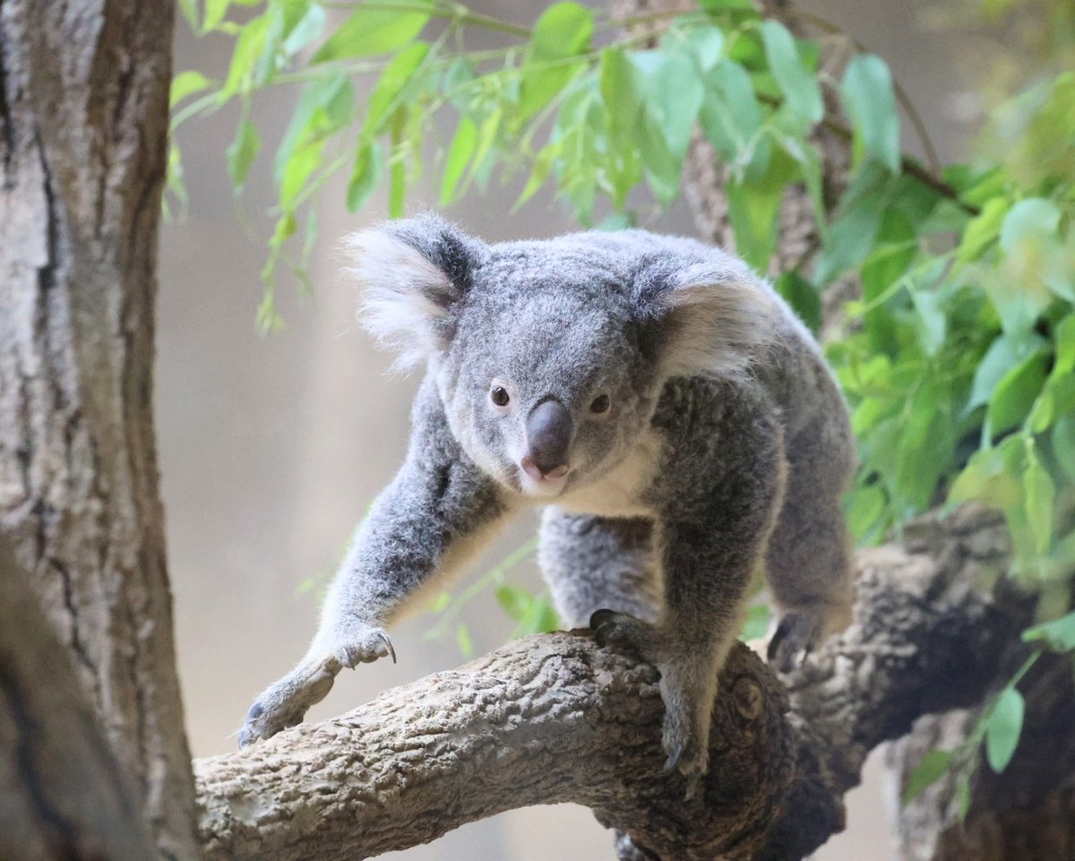 higashiyama5555's tweet photo. 歩いて来る おもちちゃん🐨🐾

＃東山動植物園　＃コアラ https://t.co/21JiFnKQd9