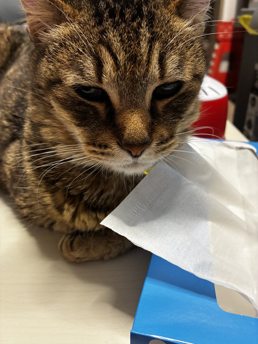 CAT16007016's tweet photo. 眠いんだば寝ればいっきゃ https://t.co/TUPKwrJWfl