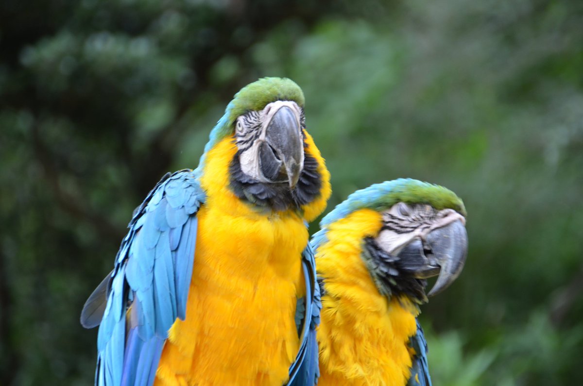 rococo_cocoro's tweet photo. 本日、6月15日は「オウムインコデー 」なんですね🦜
#オウムインコデー
#多摩動物公園 https://t.co/0p9VIqLhCD