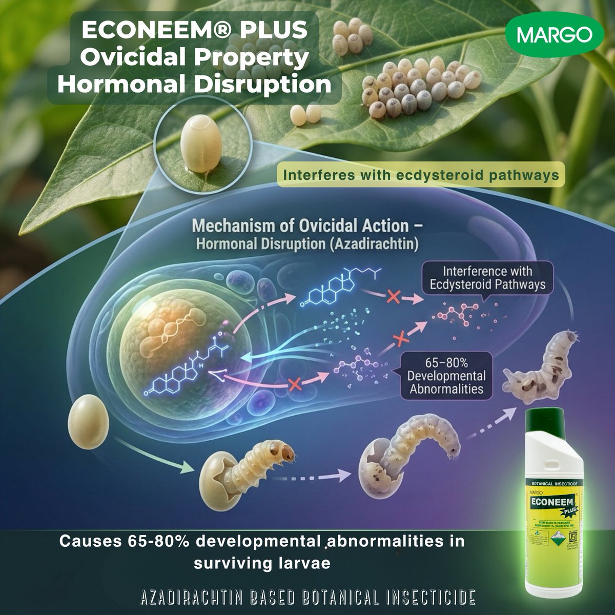PJMARGOBIO's tweet photo. Ovicidal Property of Azadirachtin-based Botanical Insecticides – ECONEEM® PLUS
హార్మోనల్ వ్యత్యాసం
#MargoBiocontrols #PJMargo #Sustainability #Biosolutions #agriculture #IPM #OVICIDAL #MARGO https://t.co/Wfotg2SljN