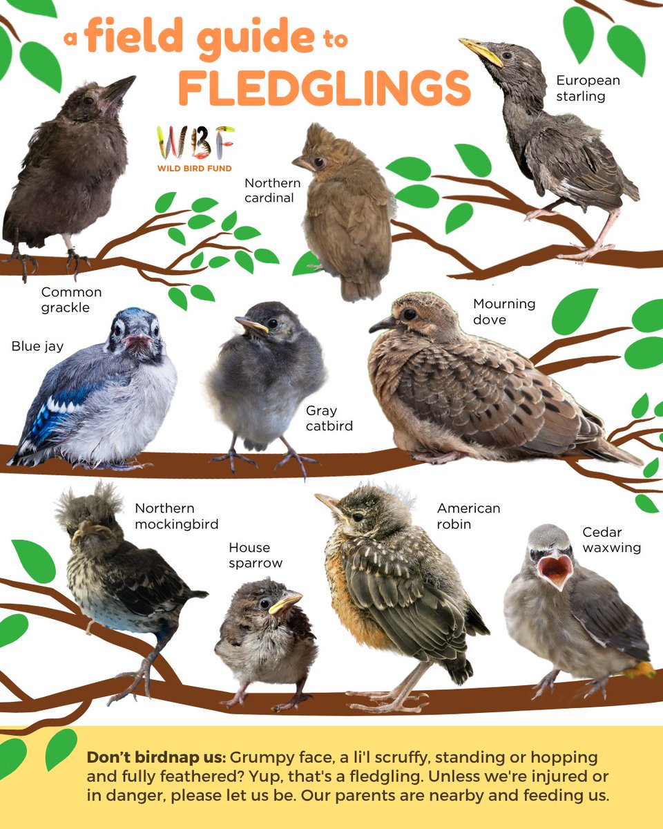 Wild Bird Fund tweet media