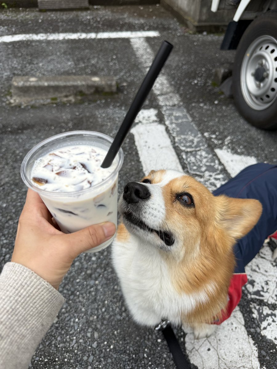 chobison's tweet photo. あたちは　まてる　おんなに
せいちょうしてるのよ。
#コーギー #corgi https://t.co/IyZ9czuyMQ