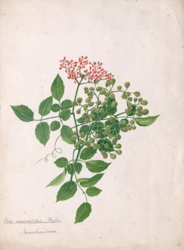 SOAS_SpecColl tweet picture
