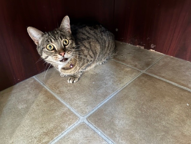 TownofCBS's tweet photo. FOUND: 

This female cat, wearing a purple collar with a bell, was found in Upper Gullies. If you believe you are the owner, please contact Humane Services at 709-834-6552. https://t.co/v922lUN6CD