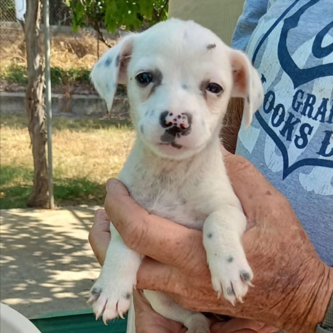 NuevaVidaAdop's tweet photo. #madrid
La mami de MARIE  falleció al ser atropellada por un tractor dejando a 6 bebés huérfanos 
MARIE necesita #adopcionresponsable 
Cruce #chihuahua de 2 meses 
Se entrega chipada,vacunada,desparasitada y CON compromiso de castracion  
CONTACTO📩facenuevavida@gmail.com
#adopta https://t.co/eCUcGFqloB