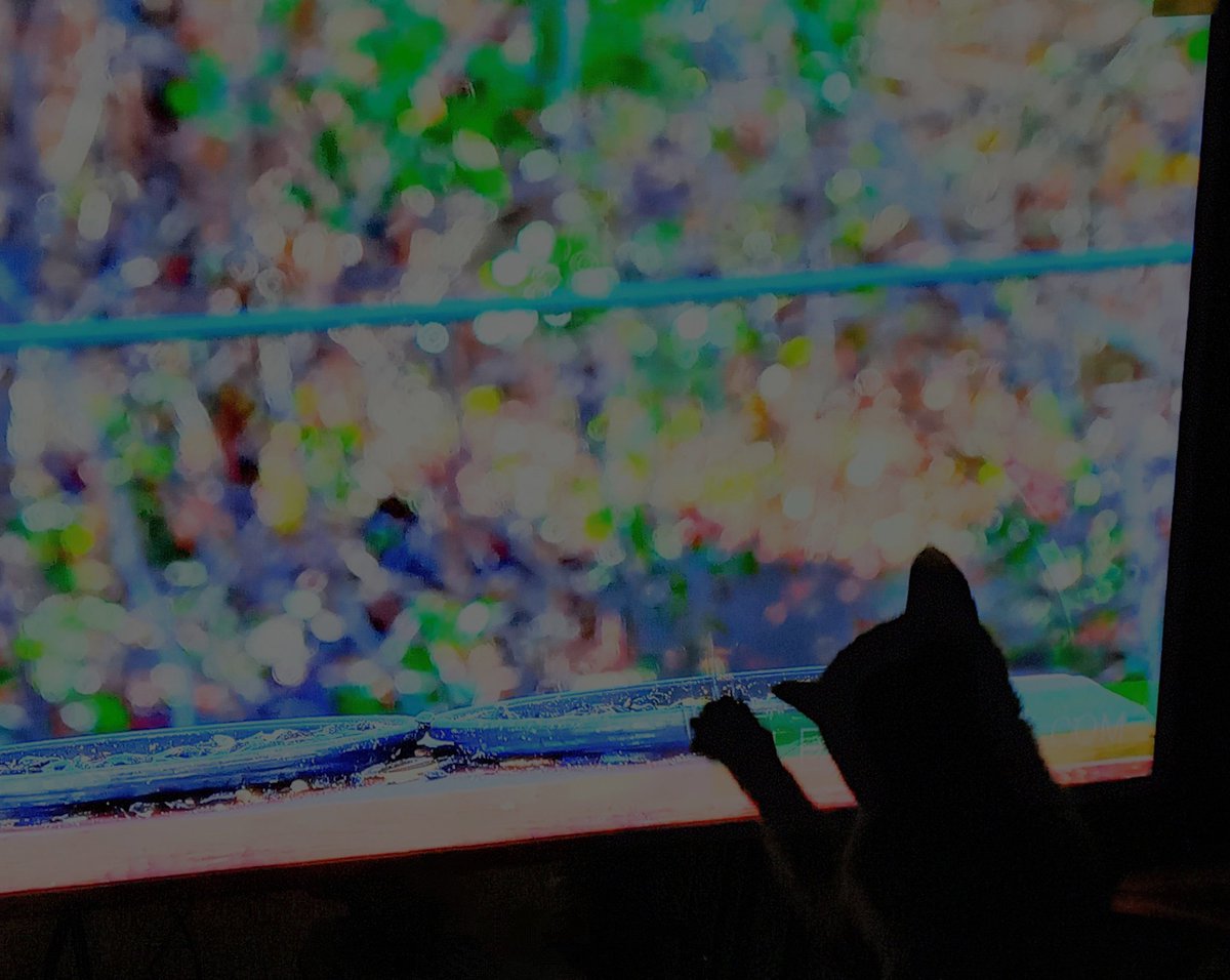 SusanWalters65's tweet photo. My cat "Freedom" watching cat TV on YouTube and I strongly believe she took over my TV now. Hahaha I'm glad I'm not much of a TV watcher. https://t.co/erhymrZsUD