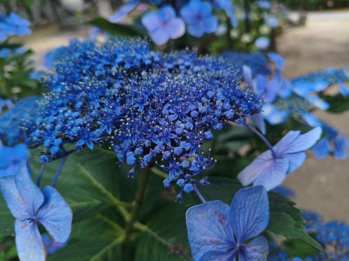 raitan4649's tweet photo. 迷った紫陽花送りまーす！
#俺の紫陽花2026 https://t.co/x5lKpX0mYp