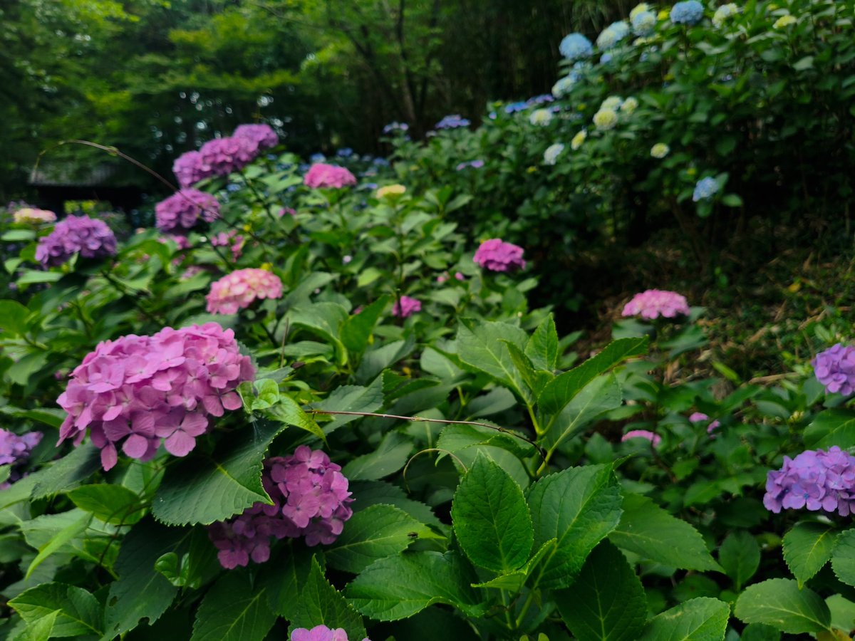 raitan4649's tweet photo. 迷った紫陽花送りまーす！
#俺の紫陽花2026 https://t.co/x5lKpX0mYp