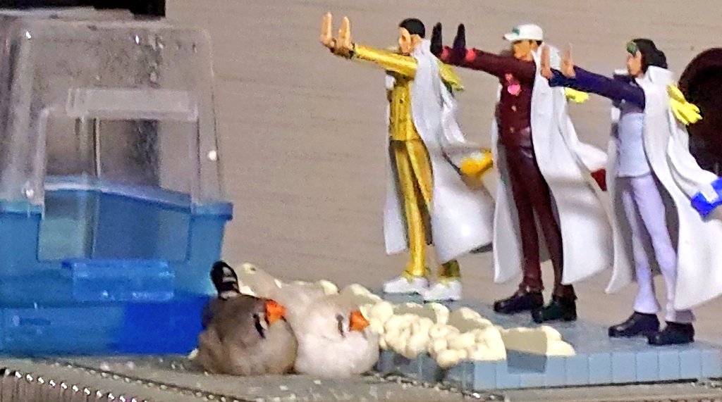Argen_86's tweet photo. ここ数日の放鳥タイム…ずっと定位置におる☺️ https://t.co/GUEj4axFIp