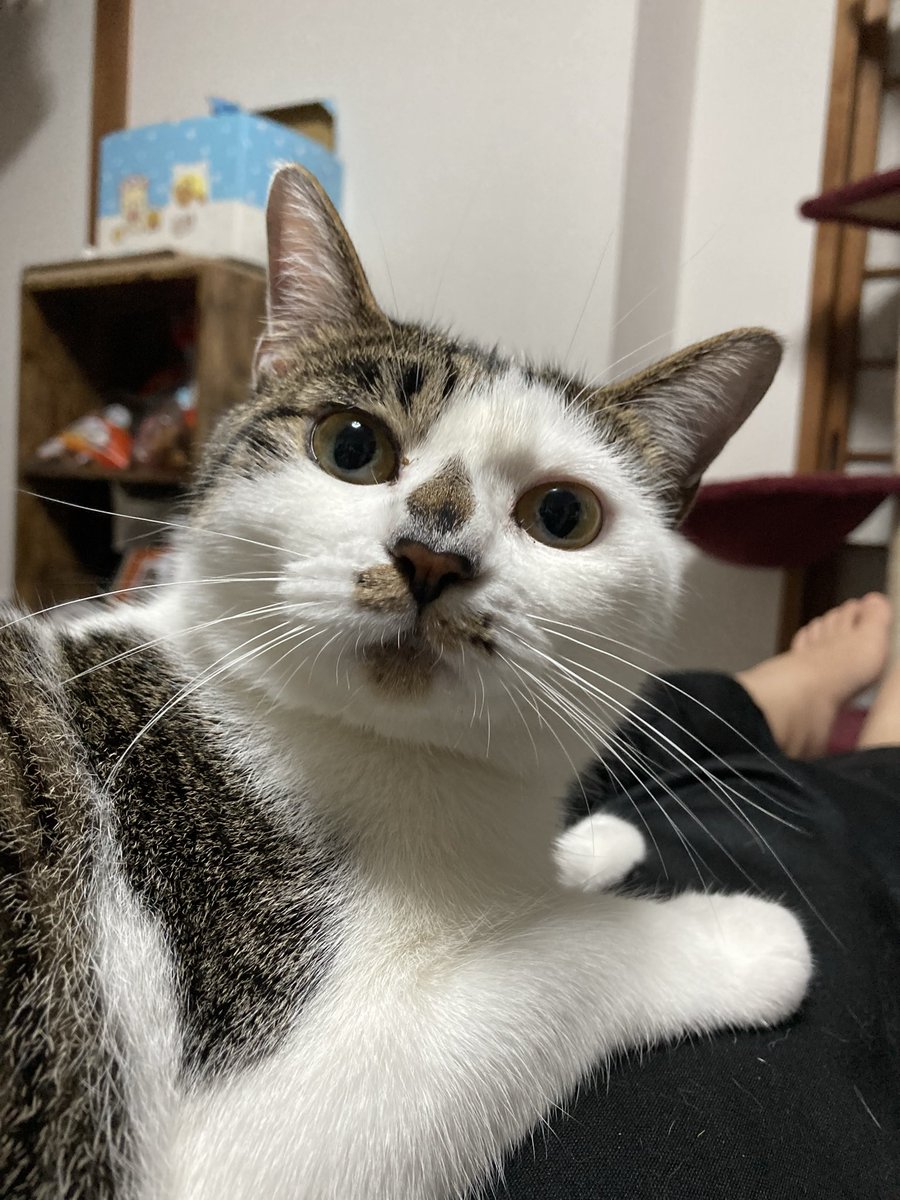 Dashiguma's tweet photo. 幸が居なくなって4年が経ちました。情報も無く、何処かで生きていてくれる事を願うばかりです。でも、まだ待っています、帰って来るのを。
力を貸してください、お願いします。 https://t.co/YtlXU9r6UV