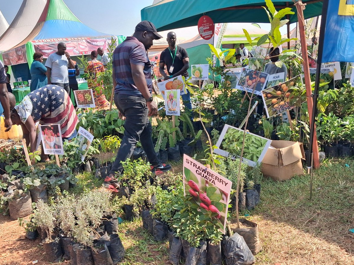 kimsalim99's tweet photo. Indegenous Plants 

These stalls at the @cbspewosa expo in Lubiri, Mengo attracted a sizeable number of expo goers

From rare indegenous fruits, herbs, spices, food plants among other climate resilient fods were a key attraction to expo goers

I have bought some fruits seedlings https://t.co/NT3blVoWjE
