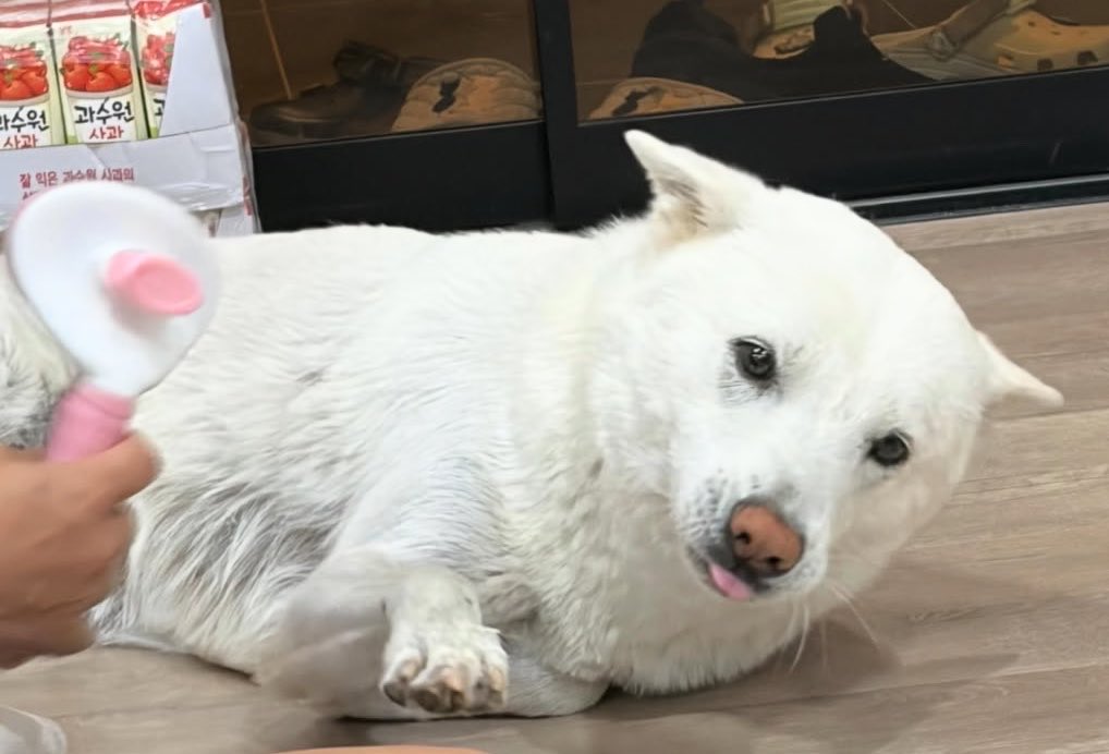 ganadididi0327's tweet photo. 이 사진 좋은 점 : 물개처럼 나와서 https://t.co/tvDMLaoYK0