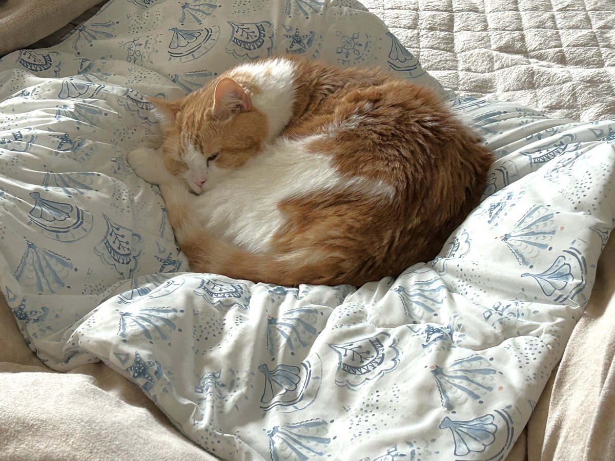 mugimaru1201's tweet photo. (むぎまる)ヒンヤリして気持ちいいにゃ😺
(もっちー)よし、今のうちにオヤツをおねだりしようにゃ😼 https://t.co/kujYTxpAny