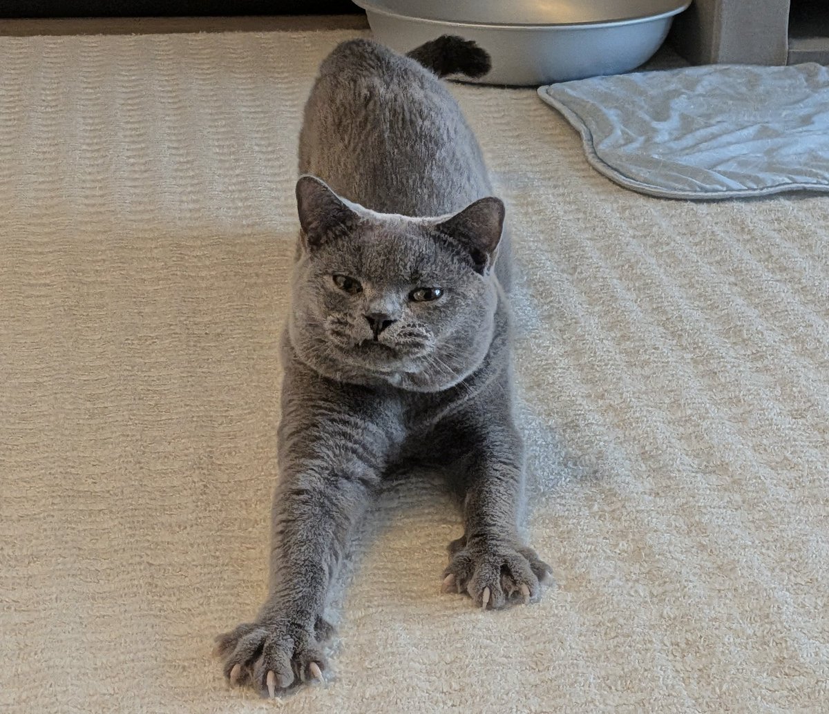 TED_D5's tweet photo. 1ヶ月半後に、一晩のお留守番をしなくてはいけないかもしれず。シッターさんにお願いするか、親族に一晩泊まってもらうか迷うところ。ごめんよ。。。 https://t.co/91i3xA7QVb